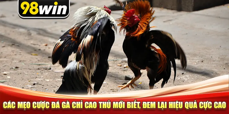 Các mẹo cược đá gà chỉ cao thủ mới biết, đem lại hiệu quả cực cao