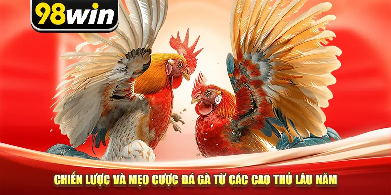 Chiến lược và mẹo cược đá gà từ các cao thủ lâu năm