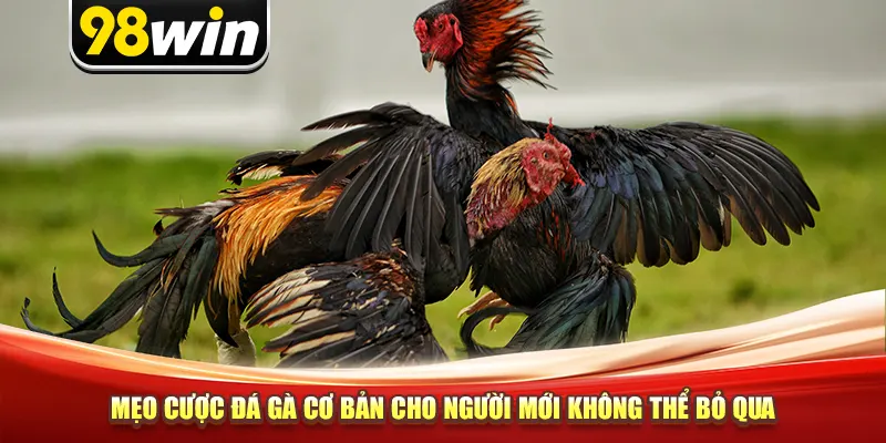 Mẹo cược đá gà cơ bản cho người mới không thể bỏ qua