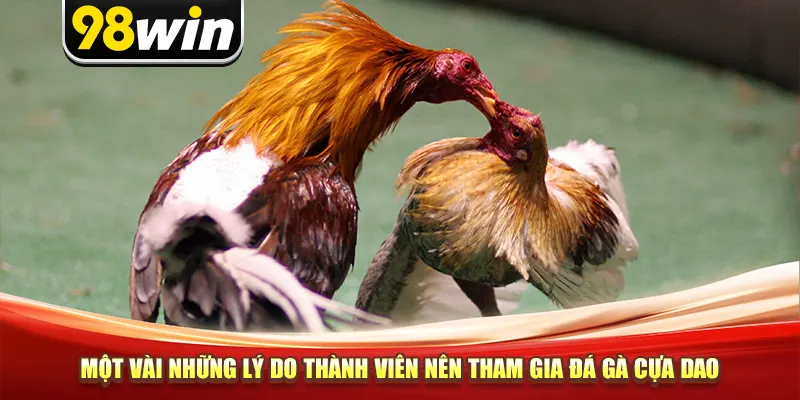 Một vài những lý do thành viên nên tham gia đá gà cựa dao